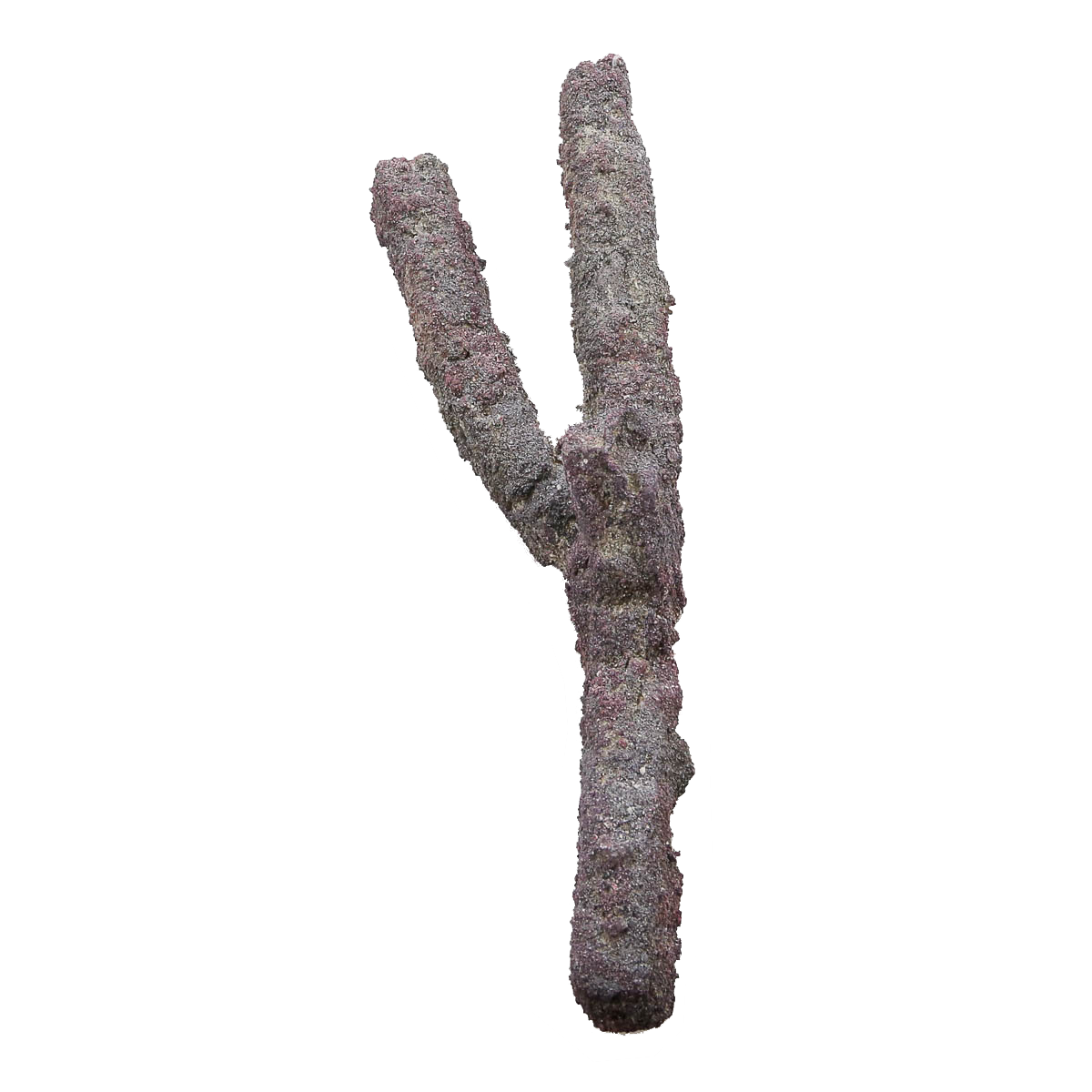 CARIBSEA Branch LifeRock Dry Live Rock
