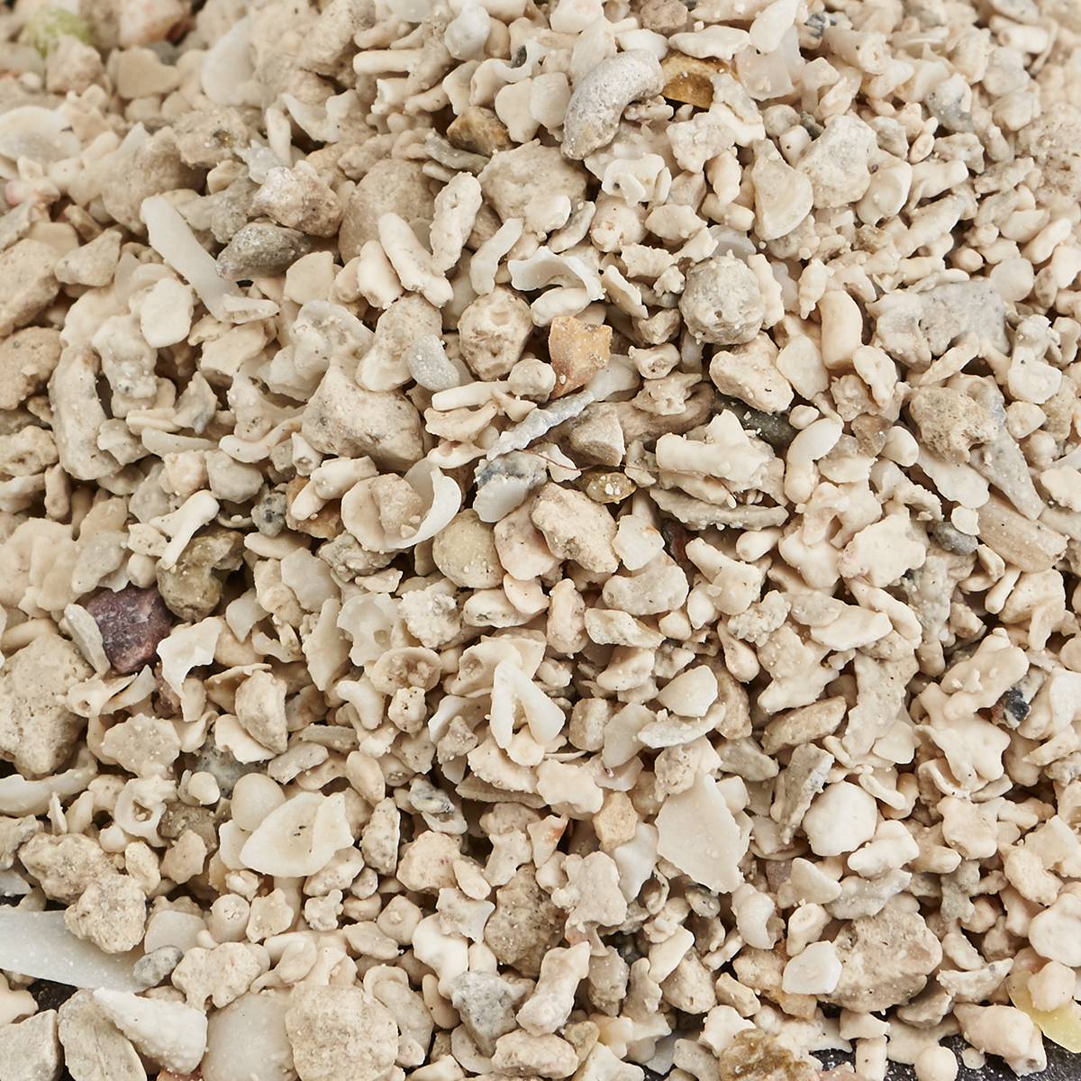 CARIBSEA Florida Crushed Coral Dry Sand