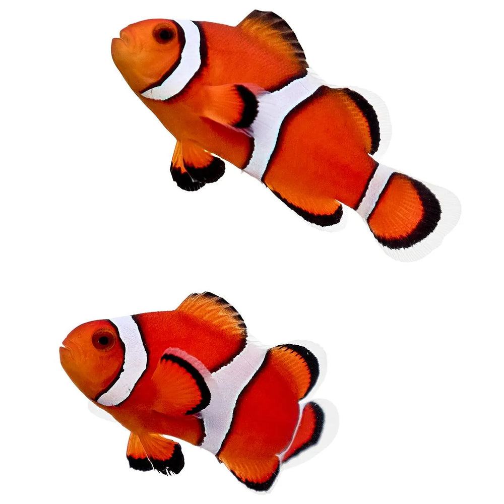 <strong>Live Fish COMING SOON</strong>