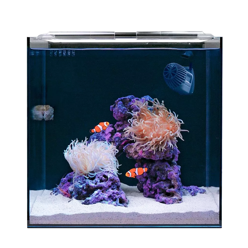 <strong>Aquariums</strong>